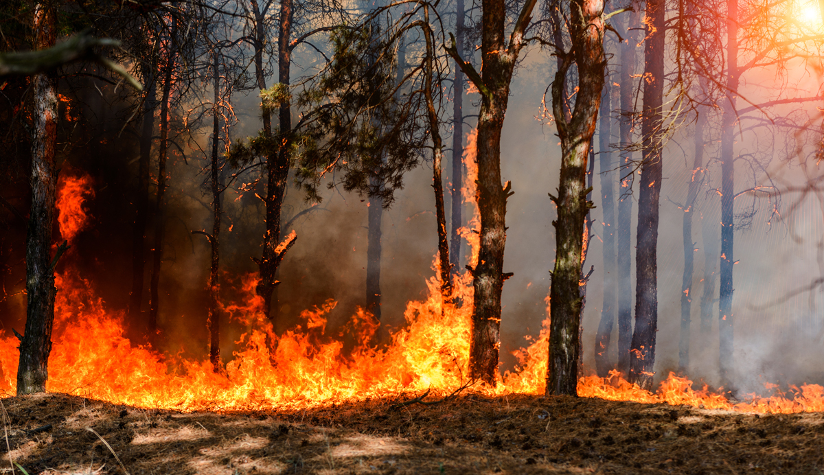 feu-de-foret